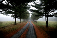 Road in Mist
